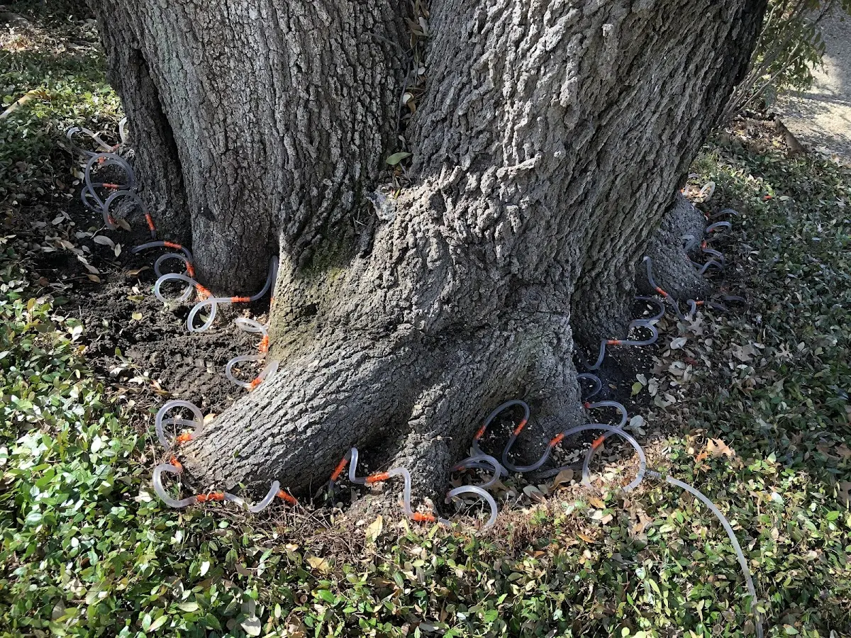 Detailed Tree Cabling and Bracing job site in Vernon